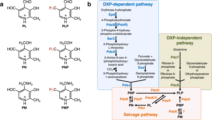 Underground metabolism facilitates the evolution of novel pathways 