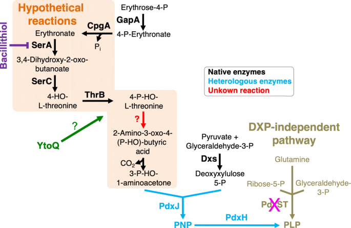 Underground metabolism facilitates the evolution of novel pathways 