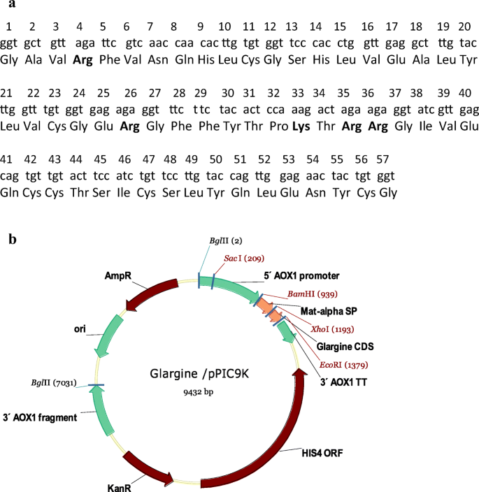 A Novel Peptide Design Aids In The Expression And Its Simplified Process Of Manufacturing Of Insulin Glargine In Pichia Pastoris Springerlink