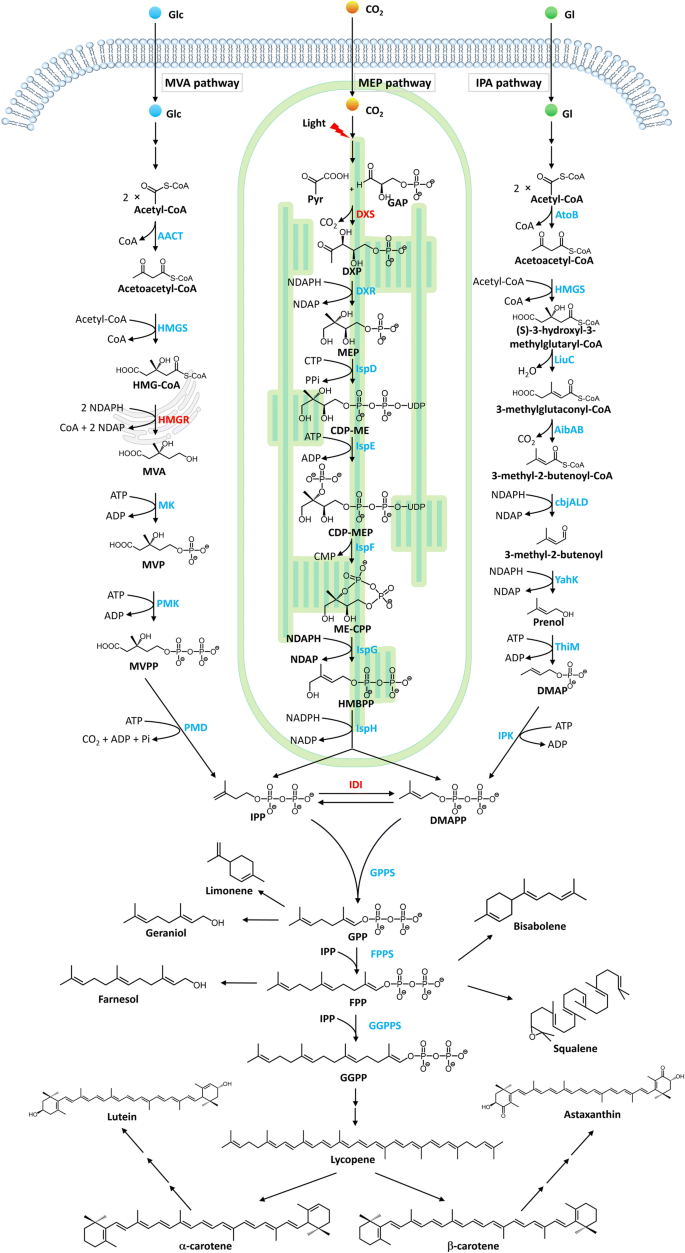 Strategies For Enhancing Terpenoids Accumulation In Microalgae Springerlink