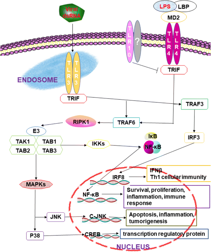 Research progress on Toll-like receptor signal transduction and its roles  in antimicrobial immune responses | SpringerLink