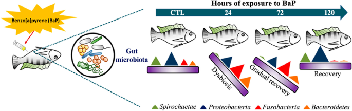 The effect of benzo[a]pyrene on the gut microbiota of Nile tilapia (Oreochromis niloticus)