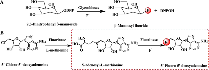 Enzymatic synthesis of fluorinated compounds