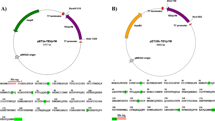 tobacco etch virus protease sequence Improved yield, stability, and cleavage reaction of a novel tobacco etch  virus protease mutant | Applied Microbiology and Biotechnology