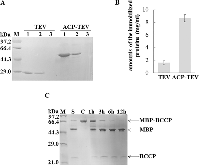 tobacco etch virus protease sequence Acyl carrier protein tag can enhance tobacco etch virus protease stability  and promote its covalent immobilisation | Applied Microbiology and  Biotechnology