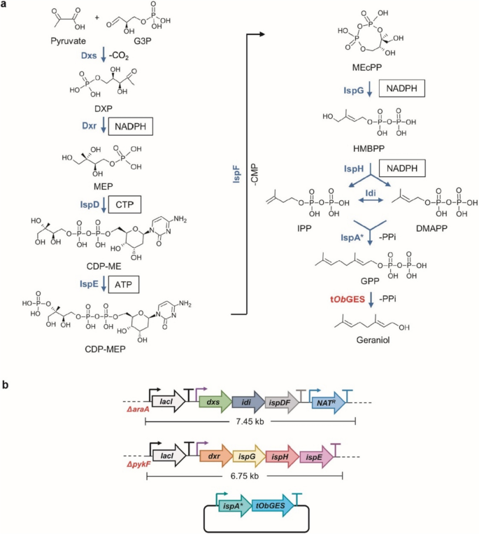 The non-mevalonate pathway requires a delicate balance of intermediates ...
