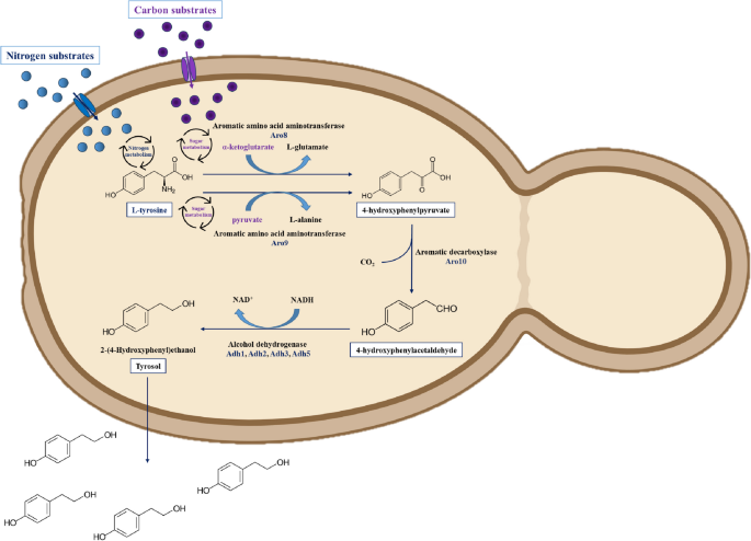 Trysol Lab The effects of tyrosol on yeasts: an overview of current knowledge ...
