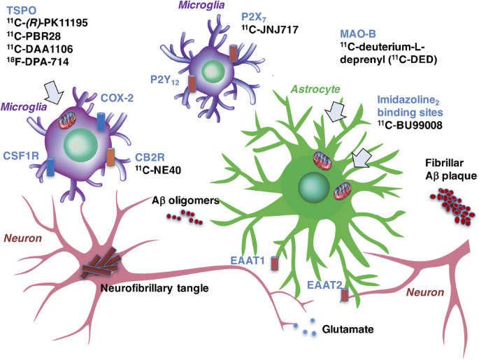 Prospects and challenges of imaging neuroinflammation beyond TSPO in Alzheimer's disease | European Journal of Nuclear Medicine and Molecular Imaging