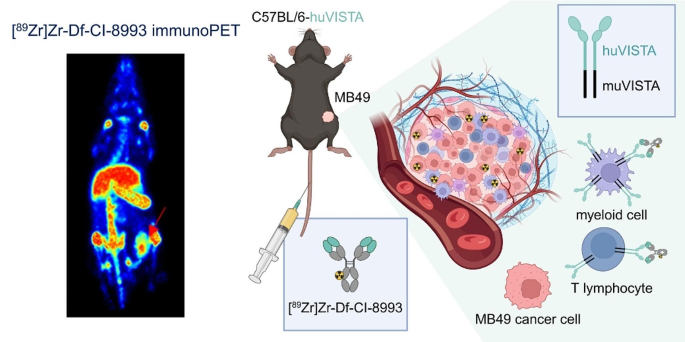 Correction to: Targeting of immune checkpoint regulator V-domain Ig ...