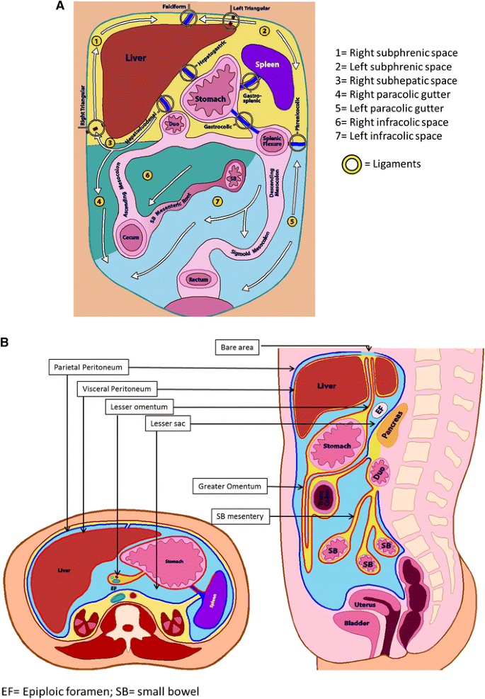 Primary and secondary disease of the peritoneum and mesentery: review of  anatomy and imaging features | SpringerLink