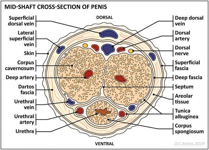 pénisz corpus cavernosum