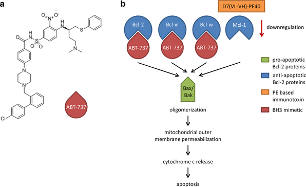 Synergistic Cytotoxicity Of A Prostate Cancer Specific Immunotoxin In Combination With The Bh3 Mimetic Abt 737 Springerlink