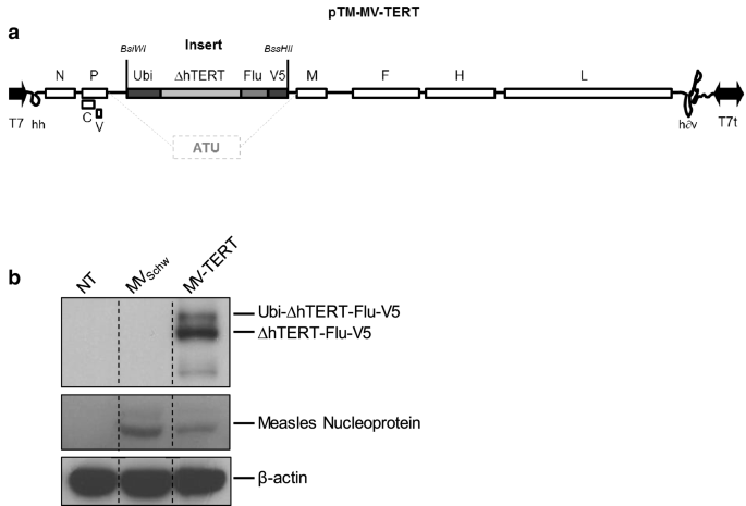 Strong Antigen Specific T Cell Immunity Induced By A Recombinant Human Tert Measles Virus Vaccine And Amplified By A Dna Viral Vector Prime Boost In Ifnar Cd46 Mice Springerlink