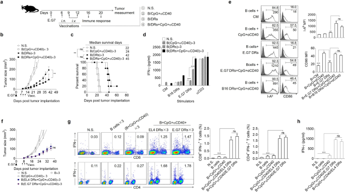 Tumor Cell Derived Autophagosomes Dribbles Activated B Cells Induce Specific Naive Cd8 T Cell Response And Exhibit Antitumor Effect Springerlink