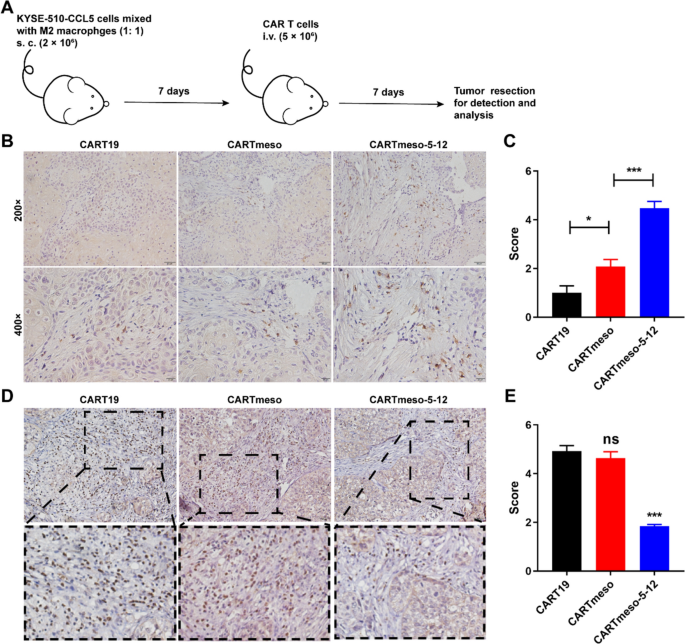 CCR5 and IL-12 co-expression in CAR T cells improves antitumor efficacy ...