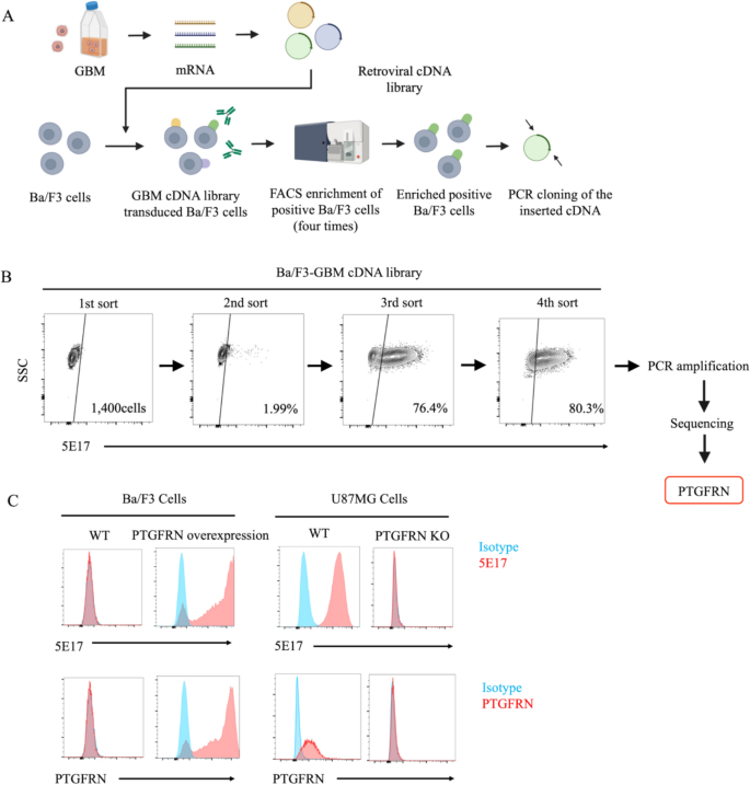 Prostaglandin F2 receptor negative regulator as a potential target for