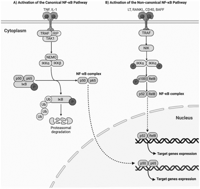 Gut modulation to regulate NF-κB in colorectal and gastric cancer therapy and inflammation | Cancer Immunology, Immunotherapy