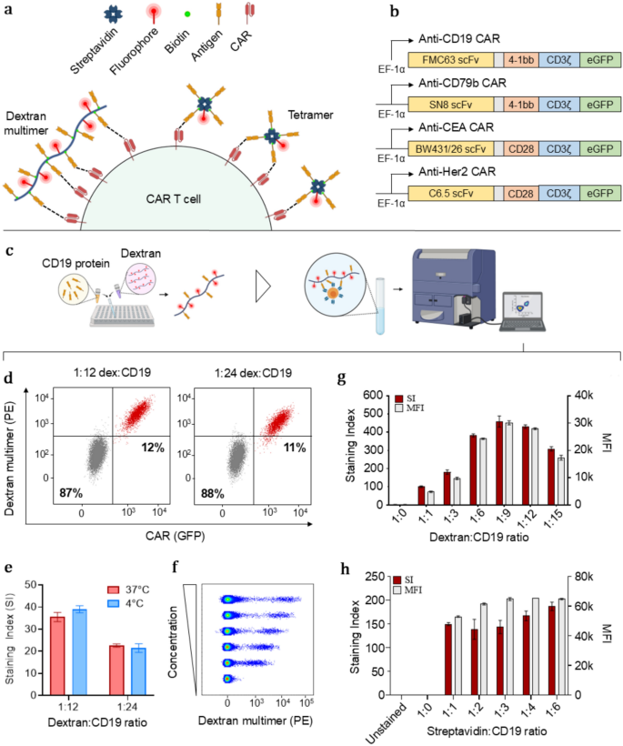 Development of antigen multimers for detection and evaluation of CAR T ...