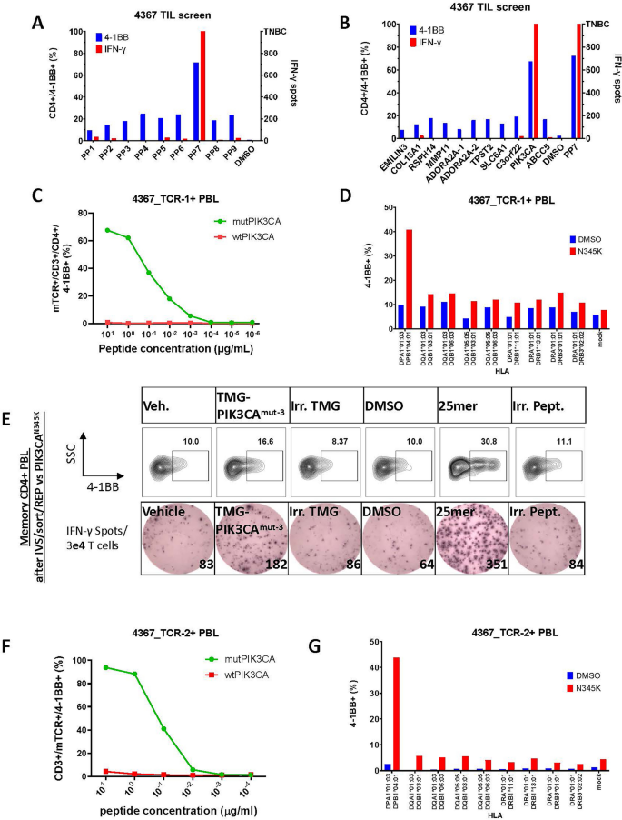 Identification of HLA class II-restricted T cell receptors against ...