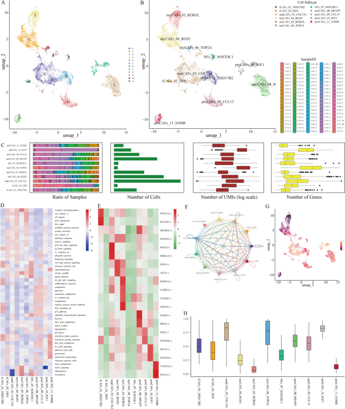 The single-cell atlas of colorectal cancer reveals cellular ...