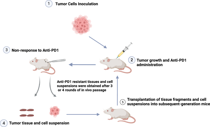 Research progress in the construction and application of immunotherapy ...
