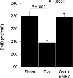 Exogenous BMP7 corrects plasma iron overload and bone loss in Bmp6 ...