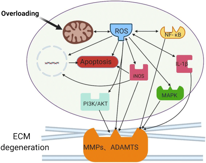 PDF) Excessive mechanical loading promotes osteoarthritis through