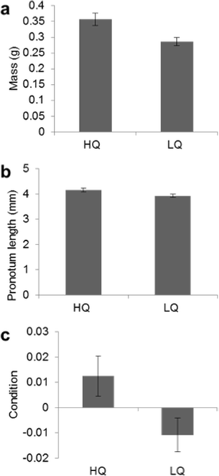 Forced Copulation As A Conditional Alternative Strategy In Camel Crickets Springerlink