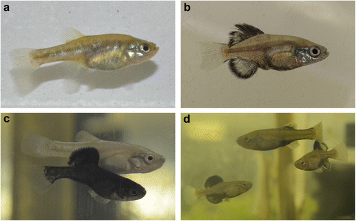 Ecology, Evolution, and Behavior of Viviparous Fishes