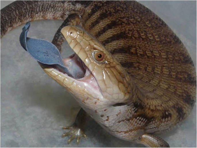 blue tongue skink stuffed animal