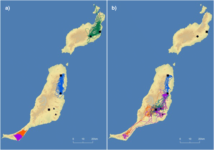 Seasonal Grouping Dynamics In A Territorial Vulture Ecological Drivers And Social Consequences Springerlink