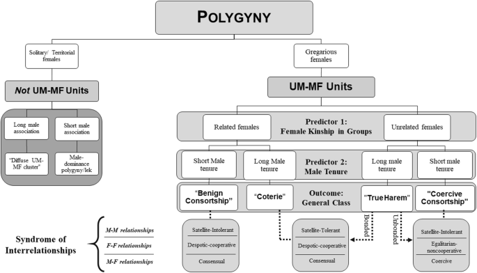 A new classification of mammalian uni-male multi-female groups based on the fundamental  principles governing inter- and intrasexual relationships | SpringerLink