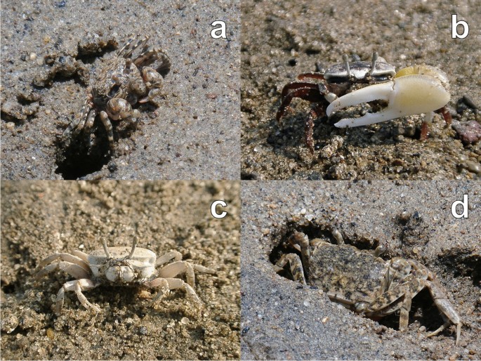 Sand-bubbler crabs distinguish fiddler crab signals to predict