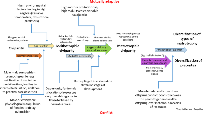 Ecology, Evolution, and Behavior of Viviparous Fishes