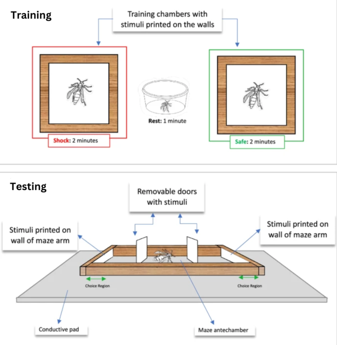 No sensitive period for the development of individual face learning in