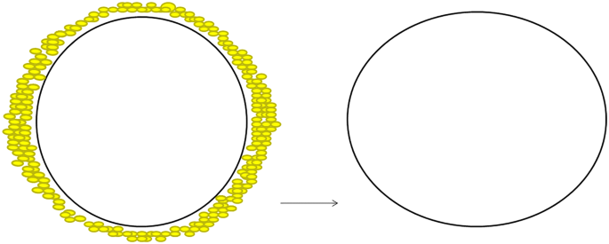 Fat Graft in Composite Breast Augmentation with Round Implants: A