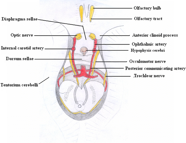 posterior clinoid process