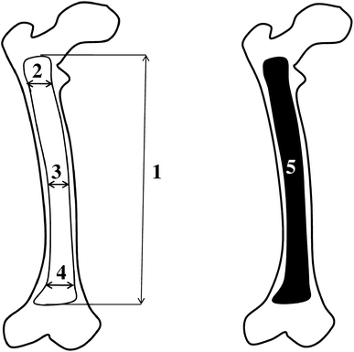 23+ Femoral Head Ossification Center Appearance Background