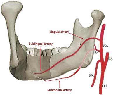 lingual foramen
