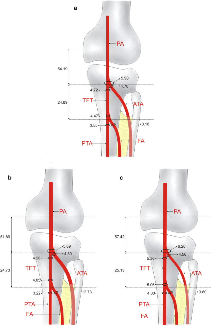 popliteal artery diagram