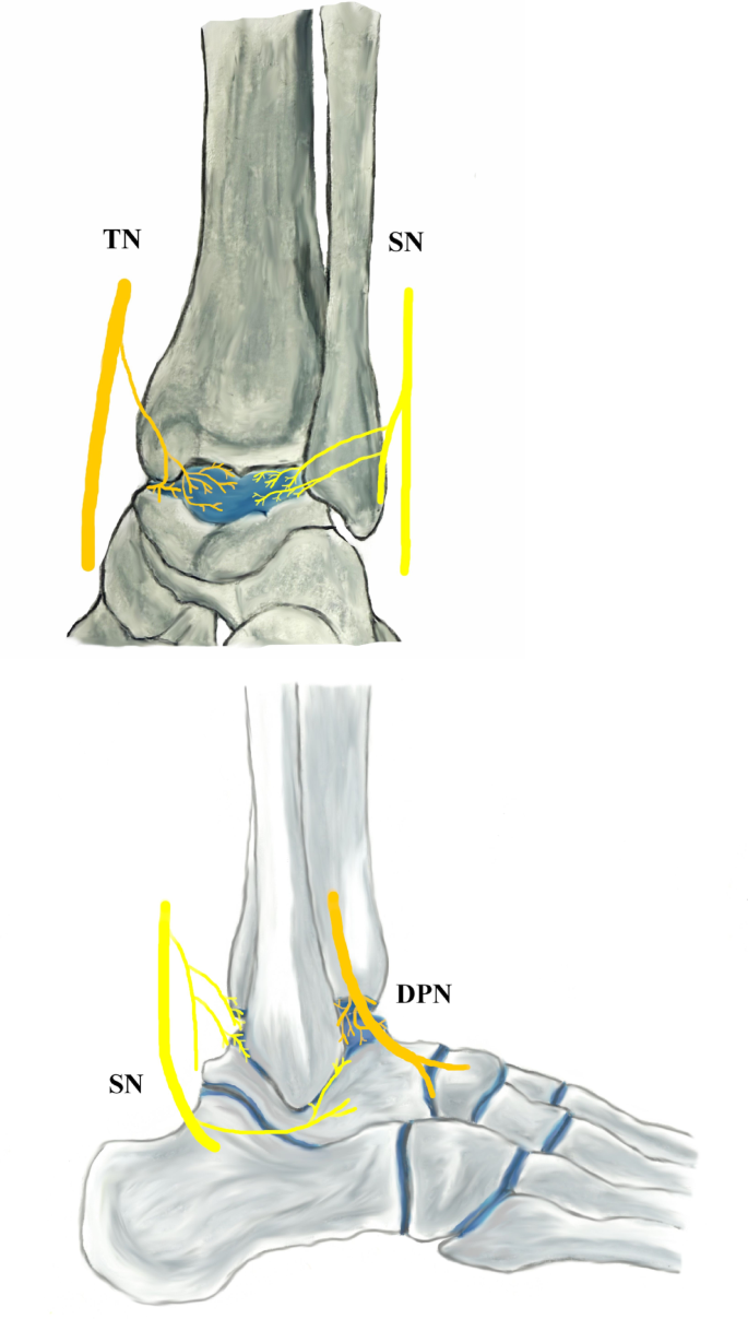 The sensory innervation pattern of the ankle: a systematic review ...