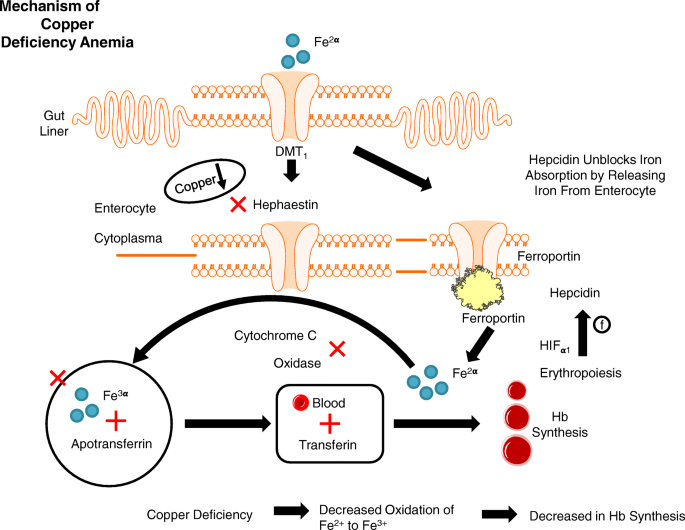 blood circulation diagram showing effect of copper on red blood cells