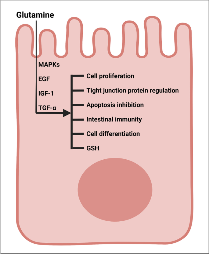 glutathione sickle cell disease L-glutamine for sickle cell disease: more than reducing redox | Annals of  Hematology