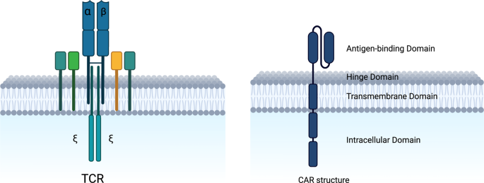 Expanding the frontier of CAR therapy: comparative insights into CAR-T ...