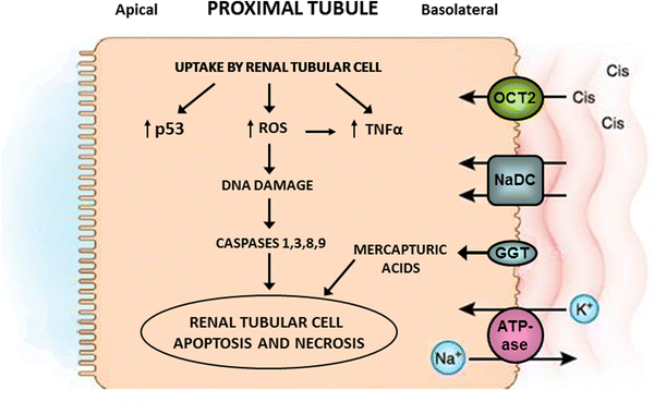 The Ability Of Mannitol To Decrease Cisplatin Induced Nephrotoxicity In Children Real Or Not Springerlink