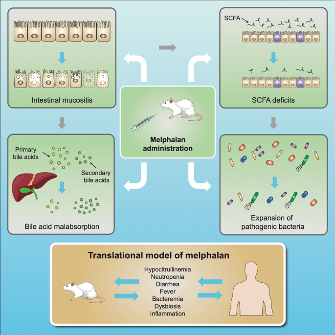Translational model of melphalan-induced gut toxicity reveals drug ...