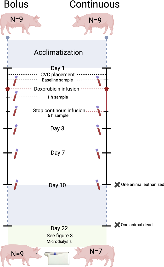Effect of repeated bolus and continuous doxorubicin administration on ...