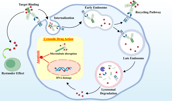 Mechanisms of resistance to antibody-drug conjugates in cancer: molecular barriers and pharmacological solutions | Cancer Chemotherapy and Pharmacology | Springer Nature Link Mechanisms of resistance to antibody-drug conjugates in cancer: molecular barriers and pharmacological solutions | Cancer Chemotherapy and Pharmacology | Springer Nature Link