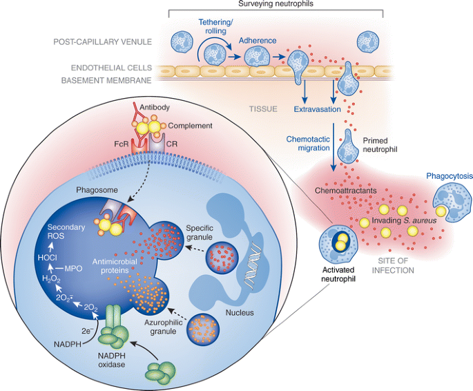 Staphylococcus aureus: Evasion of neutrophils - microbewiki