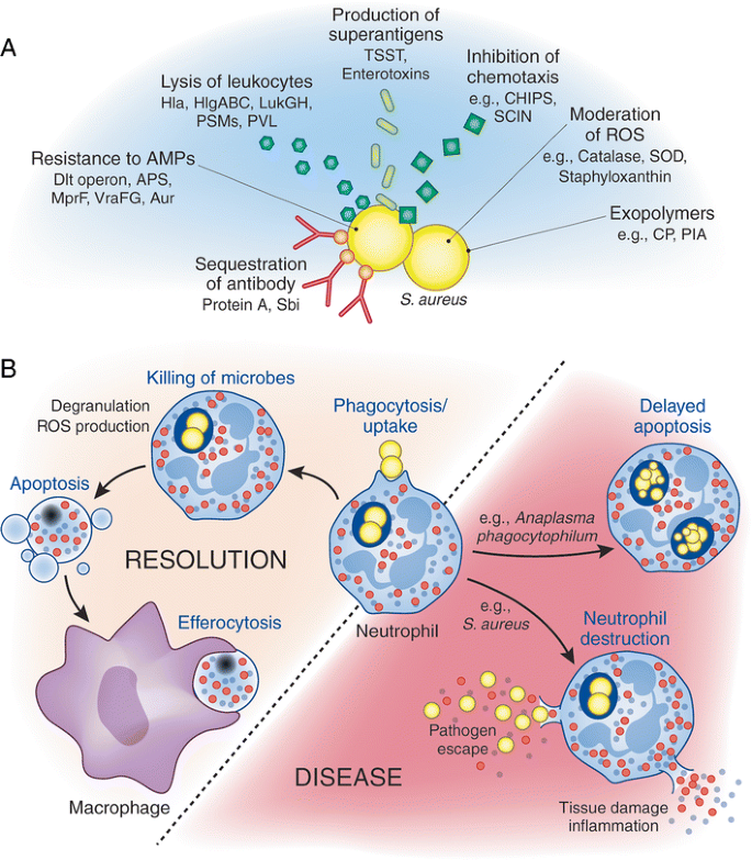 Adipocytes Armed against Staphylococcus aureus